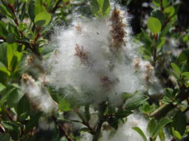 Salix foetida - Stinkweide