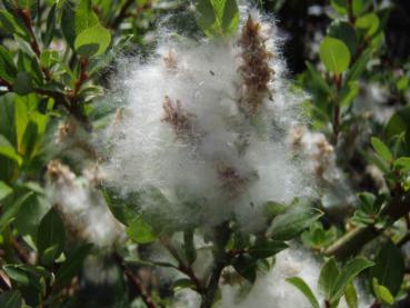 Vide Salix foetida - Salix foetida