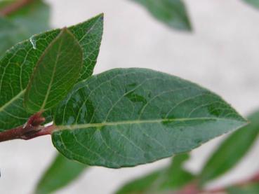 Blatt von Salix foetida