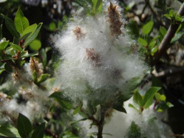 Salix foetida mit Früchten im Sommer