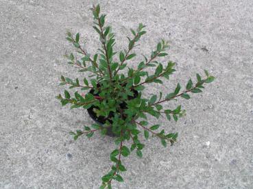 Durchschnittliche Verkaufsqualität von Salix foetida