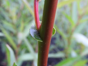 Roter einjähriger Trieb der Salix fragilis