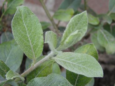 Blaugrüne Weide, Arktische Grauweide - Salix glauca