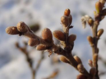 Winterknospen der Schweizer Weide