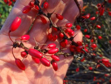 Früchte von Berberis thunbergii Erecta