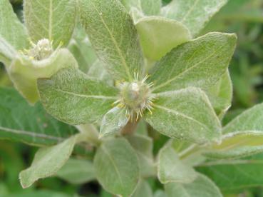 Salix hookeriana