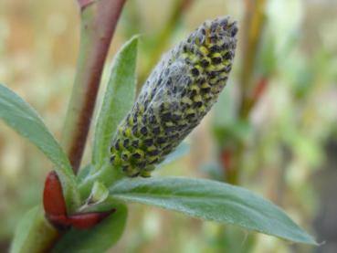 Salix hookeriana