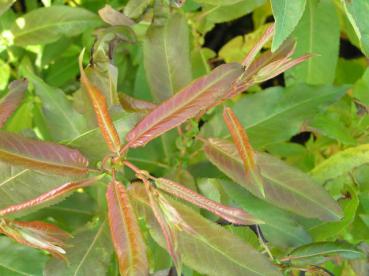 Salix humilis