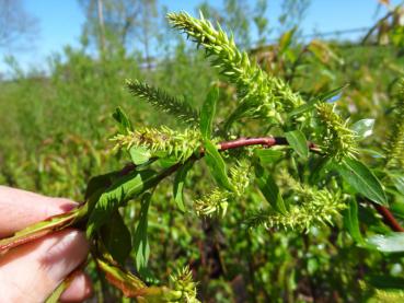 Salix humilis