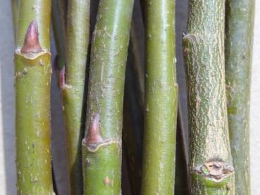 Salix humilis: Typische Rindenfärbung im Winter