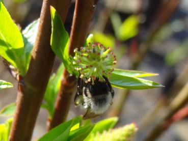Die Blüte der Prärieweide bietet reichlich Nektar für Bienen.