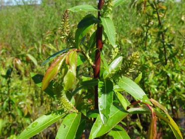 Salix humilis