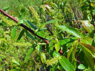 Salix humilis