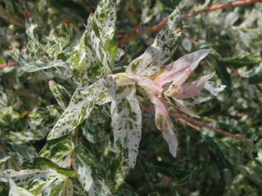 Buntblättrige Zierweide, Harlekinweide, Salix integra Hakuro Nishiki