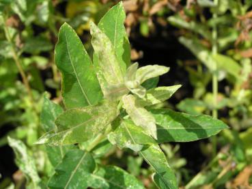 Buntblättrige Zierweide, Harlekinweide, Salix integra Hakuro Nishiki