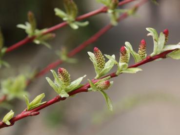 Buntblättrige Zierweide, Harlekinweide, Salix integra Hakuro Nishiki