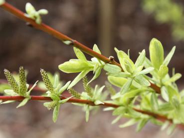 Buntblättrige Zierweide, Harlekinweide, Salix integra Hakuro Nishiki