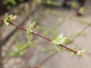 Buntblättrige Zierweide, Harlekinweide, Salix integra Hakuro Nishiki