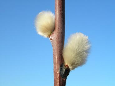 Salix irrorata - Perückenweide