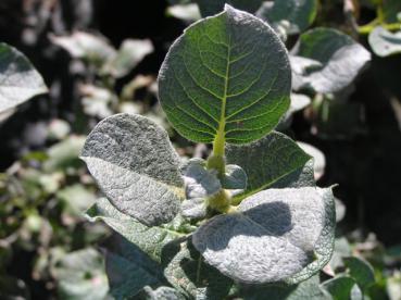 Wollweide, Salix lanata - behaarte Blätter