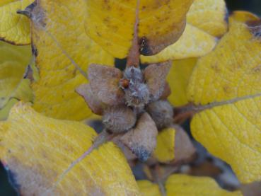 Gelbes Herbstlaub von Salix lanata