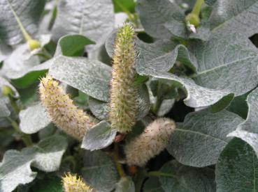 Wollweide, Salix lanata - Käzchen