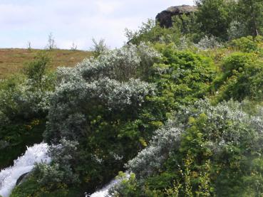 Wollweide, Salix lanata