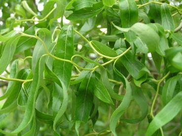 Salix matsudana Tortuosa - Zickzackweide