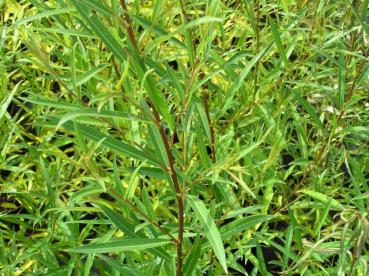 Kaukasus-Weide - Salix medwedewii