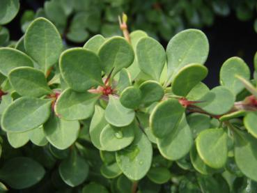 Mattberberis - Berberis thunbergii Green Carpet