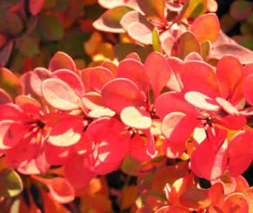 Herbstfärbung der Teppich-Berberitze