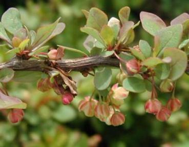 Teppich-Berberitze, Berberis thunbergii Green Carpet