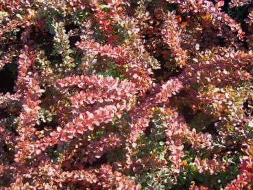 Facettenreiches Herbstlaub bei Berberis thunbergii Green Carpet