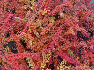 Berberis thunbergii Green Carpet im Herbstkleid