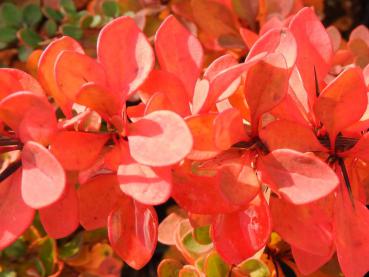 Herbstliches Laub bei Berberis thunbergii Green Carpet