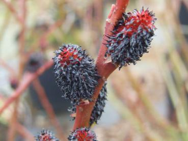 Salix melanostachys - Schwarzweide