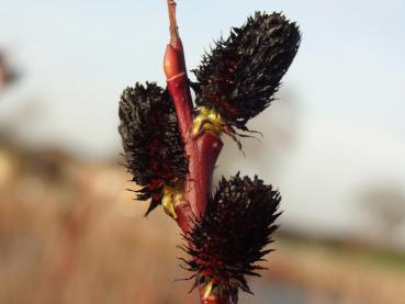 Salix melanostachys im März