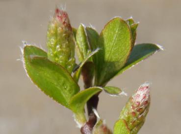Salix moorei - Moore's Weide