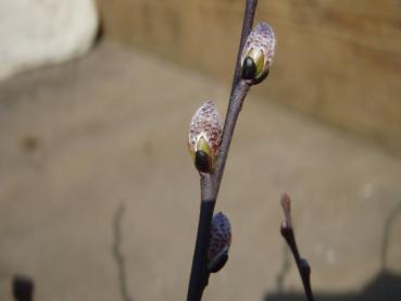 Salix myrtilloides - Sumpfweide