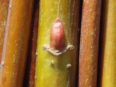 Winterliche Rinde bei Salix neotricha