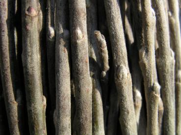 Dunkle Triebe der Schwarzwerdenden Weide - Salix nigricans