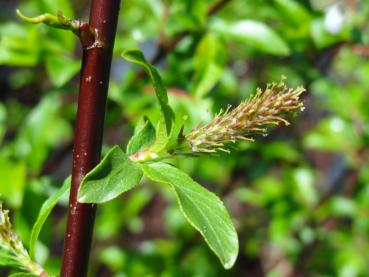 Salix nigricans mit Blüte