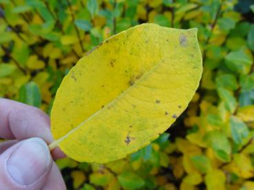 Gelbes Herbstlaub ist charakteristisch für Salix phylicifolia Glauca