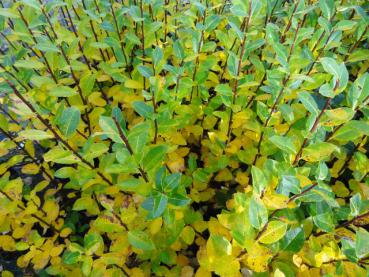 Salix phylicifolia Glauca: Bestand im Herbst