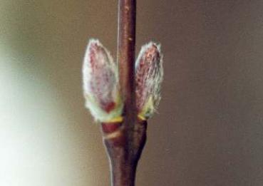 Salix purpurea - Purpur-Weide