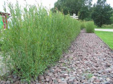 Salix purpurea als heckenartige Bepflanzung