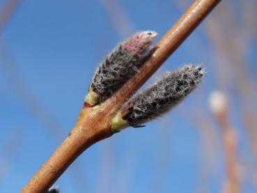 Blüte von Salix purpurea, Aufnahme aus Mitte/Ende März