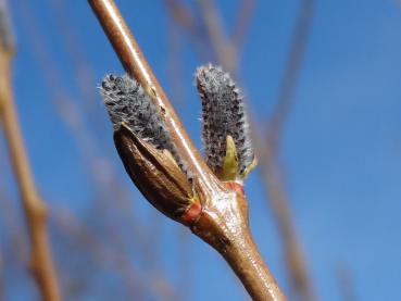 Salix purpurea im März