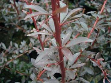 Berberis thunbergii Red Chief - Rotblättrige Berberitze Red Chief