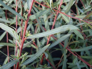 Salix purpurea Nancy Saunders